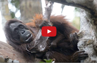An Orangutan Steals A Bar Of Soap, Uses It Like A Person