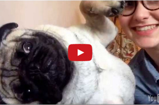 This Pug Really Does NOT Want Any Kisses From His Person