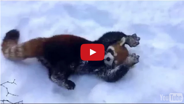 These Red Pandas Playing In The Snow Is Beyond Cute