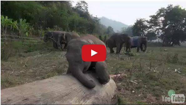 Squee Your Face Off Watching A Baby Elephant Play