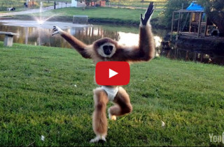 APEril The Gibbon Pulls A Hat Over Her Head, Runs Into Stuff