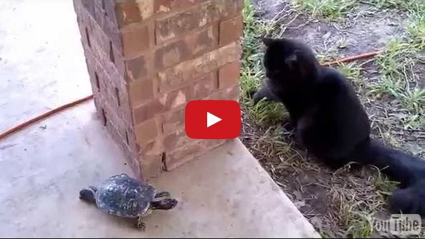 Watch A Cat And Turtle Play A Riveting Game Of Tag