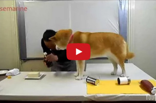 Watch This Funny Dog “Help” His Human Cook A Meal