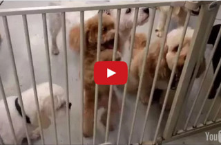 This Excited Puppy Will Make Your Monday A Little Better