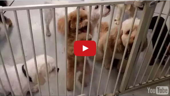 This Excited Puppy Will Make Your Monday A Little Better