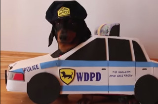 Dachshunds Play "Cops And Robbers" BRB Dying Of Cute Dachshunds Play "Cops And Robbers" BRB Dying Of Cute