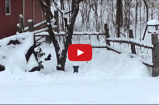 This Drunk Squirrel Is All Of Us