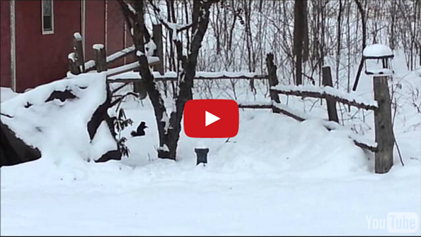 This Drunk Squirrel Is All Of Us