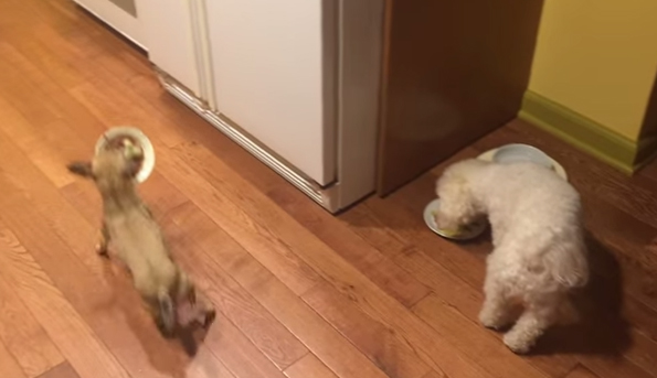 This Sweet Little Rescue Pup Doesn’t Like To Eat Alone