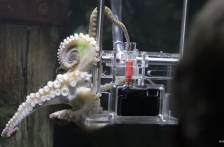 This Little Octo Is The World’s First Octopus Photographer