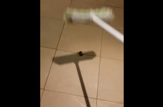 What Happens With This Guy Kills A Spider = Nightmare Fuel