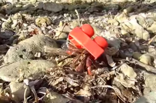 A Resourceful Hermit Crab Trades In His Shell For A LEGO Brick