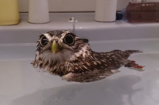 This Little Owl Taking A Bath Is So Cute I Can Barely Handle It