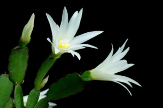 An Absolutely Mesmerizing Timelapse Of Flowers Blooming