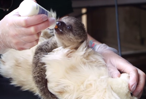 Watch This Baby Sloth Snuggling A Teddy Bear While Eating And Try Not Squee Your Face Off