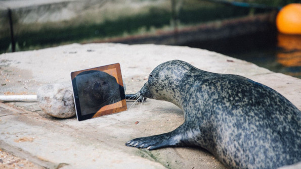 One Separated Seal Couple Keeps In Touch Through Facetime