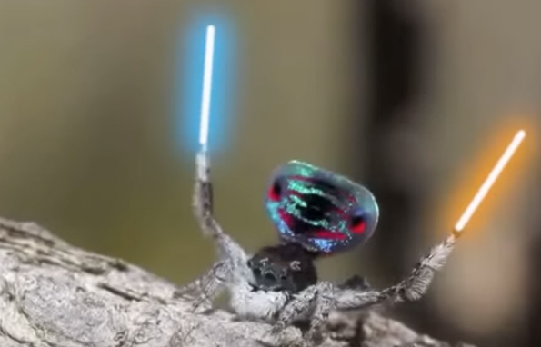 A Peacock Spider Dancing With Lightsabers Is Magical AF