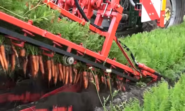 This Carrot Picking Machine Is Insanely Mesmerizing