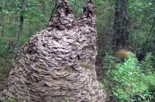 See Footage Of A 6 ½ Foot Wasp’s Nest & Never Sleep Again