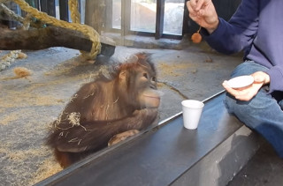 This Orangutan Watching A Magic Trick Will Make You Smile