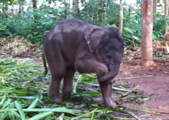 This Baby Elephant Playing With Her Trunk Is The Cutest