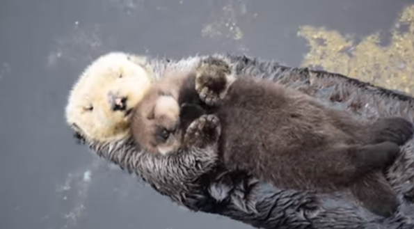 Oh God, Just Look At This Baby Otter Sleeping On His Mom
