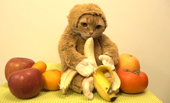 Here’s A  Cat In A Monkey Costume Licking A Banana, NBD