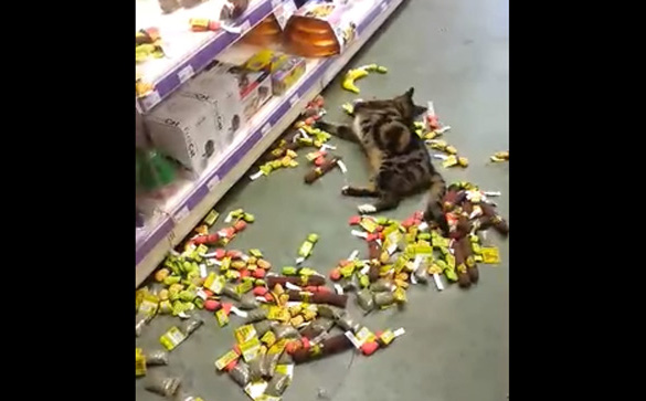 Watch This Cat Go On A Catnip Bender At The Pet Store