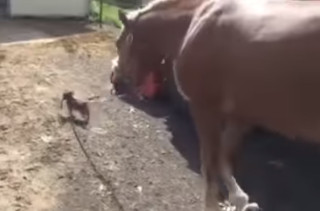 Just A Dog Leading A Horse. Nothing To See Here, Folks