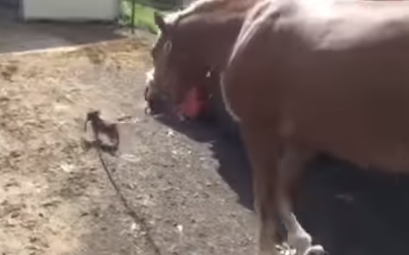Just A Dog Leading A Horse. Nothing To See Here, Folks