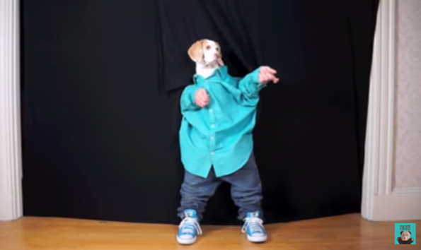 Maymo The Dog Dancing Like A Person Is More Than I Can Handle