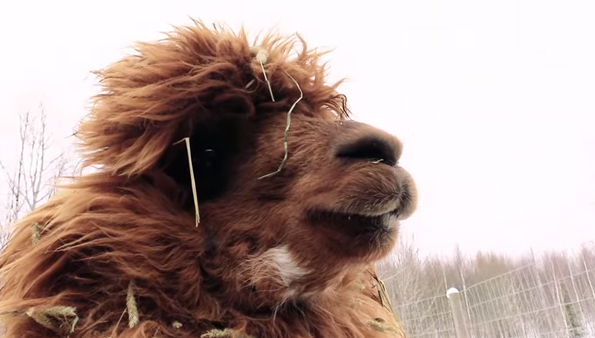See Alpacas React To Magic & Just TRY Not To Enjoy Yourself