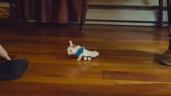 This Tiny Baby Bunny In A Wheelchair Is Next Level Cute