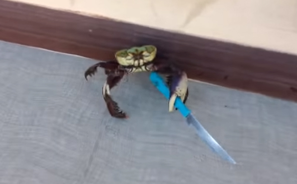 Be Careful, There’s A Gangster Crab On The Loose & He’s Bad AF