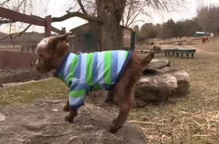 This Little One Day Old Goat Climbing A Rock Is Too Cute