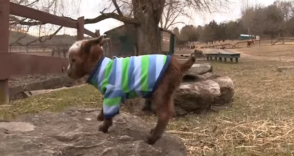This Little One Day Old Goat Climbing A Rock Is Too Cute