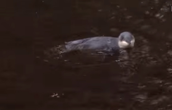 Blindy The Blind Baby Penguin Goes Swimming & It’s Cute AF