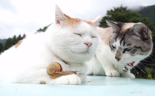 What Happens When You Bring Together Two Cats And A Snail?