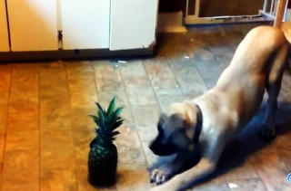 Move Over Cats Vs Cucumbers, Here’s Dogs Vs Pineapples