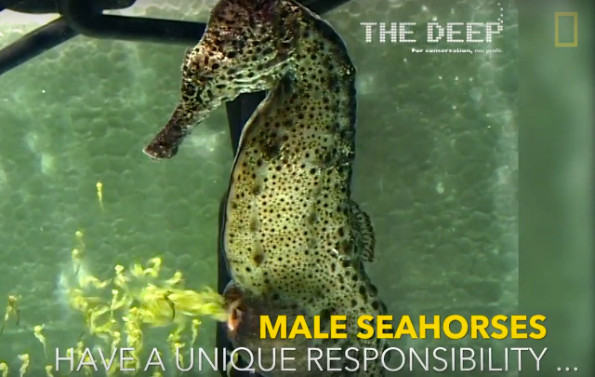 Watch A Male Seahorse Giving Birth To 2,000 Baby Seahorses