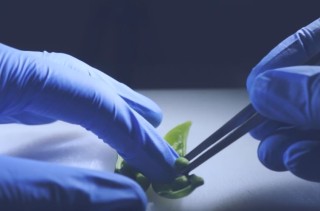 The Food Surgeon Meticulously Dissects A Sugar Snap Pea