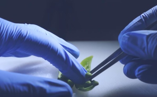 The Food Surgeon Meticulously Dissects A Sugar Snap Pea