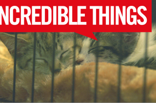 Incredible Things Went To CatCon And It Was Amazing!