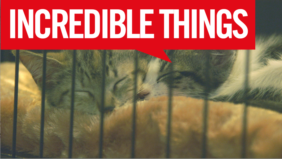 Incredible Things Went To CatCon And It Was Amazing!