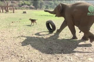 Baby Elephants Playing Is Basically The Epitome Of Cute