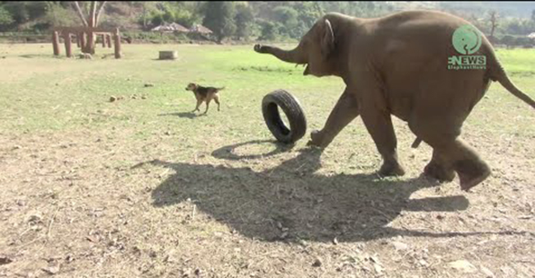 Baby Elephants Playing Is Basically The Epitome Of Cute