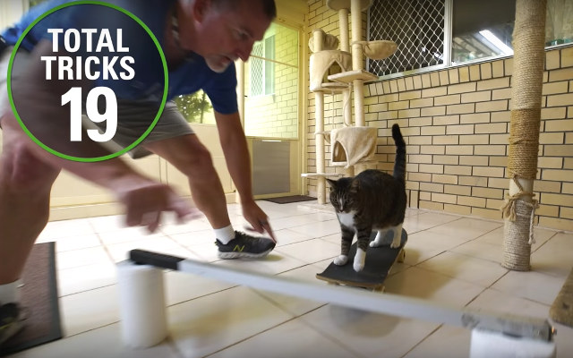 The World Record For Most Tricks Performed By A Cat In 1 Minute