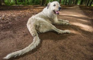 Meet Keon, The Dog With The Longest Tail In The World