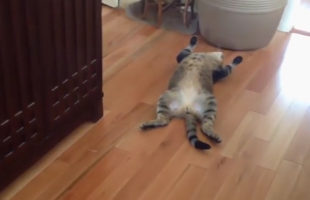 A Ping Pong Ball Makes This Cat Forget How To Cat