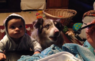 This Video Of A Dog Learning To Speak Is Inspiring AF